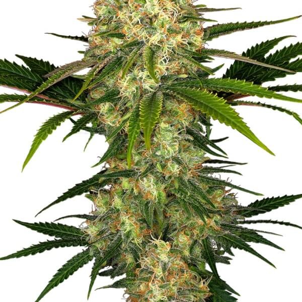 afghani-1-10-seeds.jpg Afghani #1 Regular By Sensi Seeds - Image 1