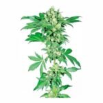 Afghani #1 Feminized By Sensi Seeds
