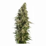 Afghani #1 Auto Autoflower By Sensi Seeds