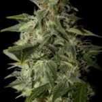 Afgooey Feminized By Strain Hunters Seedbank