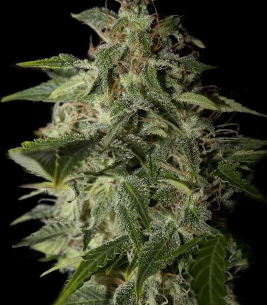 afgooey-3-seeds.jpg Afgooey Feminized By Strain Hunters Seedbank - Image 1
