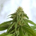 Afrodite Feminized By Kannabia