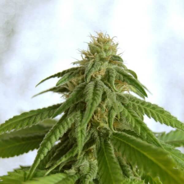 afrodite-1-seed.jpg Afrodite Feminized By Kannabia - Image 1