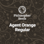 Agent Orange Regular By Philosopher Seeds