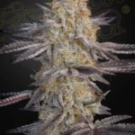 Air Lemon Feminized By Green House Seeds