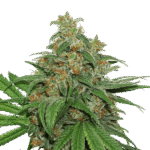 Ak 420 Auto Autoflower By Seedstockers