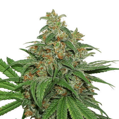 ak-420-auto-3-seeds.png Ak 420 Auto Autoflower By Seedstockers - Image 1