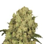 Ak-48 Feminized By Nirvana
