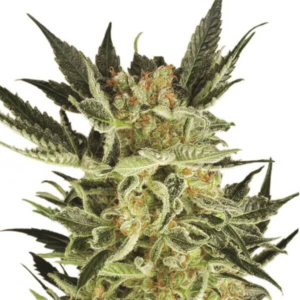 ak-48-auto-5-seeds.jpg Ak-48 Auto Autoflower By Nirvana - Image 1