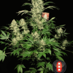 Ak47 Regular By Serious Seeds