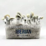 Albino Bluey Vuitton Magic Mushroom Grow Kit