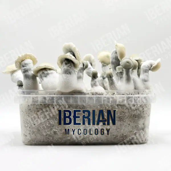 albino-bluey-vuitton-magic-mushroom-grow-kit-1200-ml-1.webp Albino Bluey Vuitton Magic Mushroom Grow Kit - Image 1