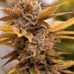 Alien Candy Kush Fast Feminized By High Speed Buds