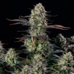 Alien Gas Xxl Auto Autoflower By Silent Seeds
