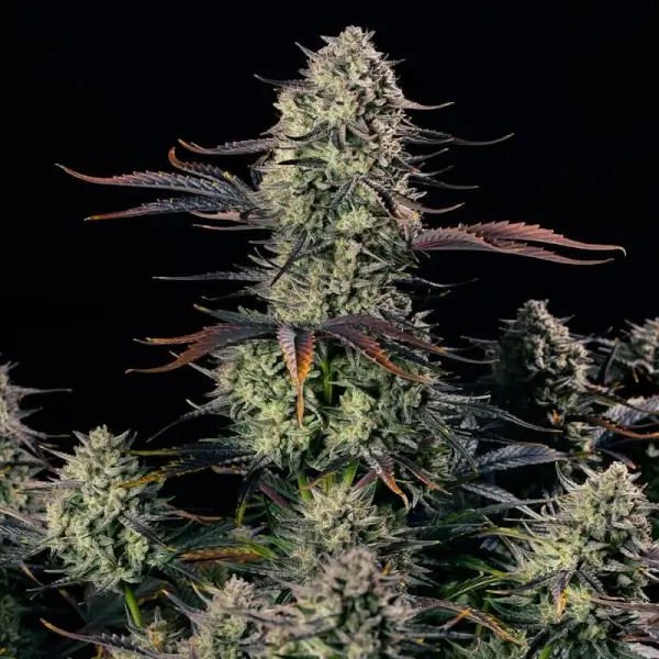 alien-gas-xxl-auto-3-seeds-1.webp Alien Gas Xxl Auto Autoflower By Silent Seeds - Image 1