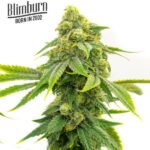 Alien Og Feminized By Blimburn Seeds