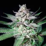 Alien Rock Candy Feminized By Blimburn Seeds