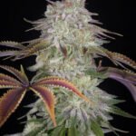 Alienz Feminized By Green House Seeds
