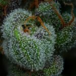 All Gas Og Feminized By Humboldt Seed Company