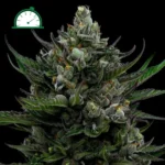 All Gas Og Auto Autoflower By Humboldt Seed Company