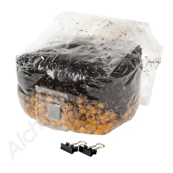 all-in-one-grow-bag-uninoculated-2000-cc-1.webp All-In-One Grow Bag Uninoculated - Image 1