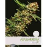 Alpujarreña Feminized By Pyramid Seeds