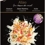 Alyssum