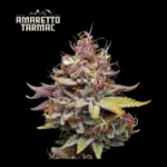 Amaretto Tarmac Feminized By Seedstockers