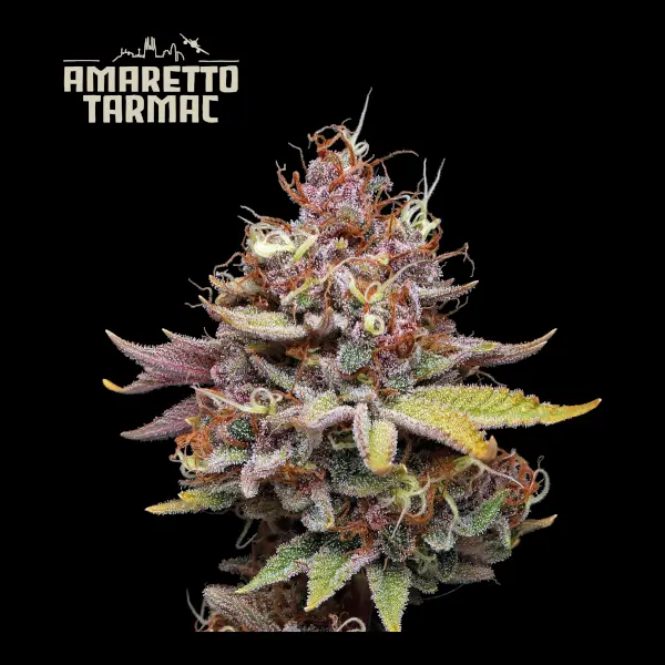 amaretto-tarmac-5-seeds-1.webp Amaretto Tarmac Feminized By Seedstockers - Image 1