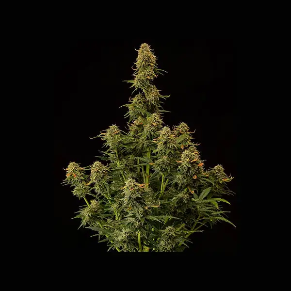 amaretto-tarmac-auto-3-seeds-1.webp Amaretto Tarmac Auto Autoflower By Seedstockers - Image 1