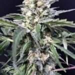 Amazon Auto Autoflower By R-Kiem Seeds