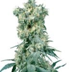 American Dream Regular By Sensi Seeds