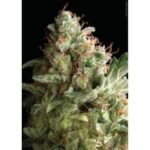 American Pie Feminized By Pyramid Seeds