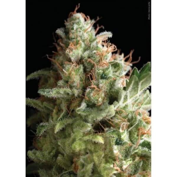 american-pie-1-seed.jpg American Pie Feminized By Pyramid Seeds - Image 1