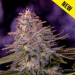 American Purple Feminized By Positronics