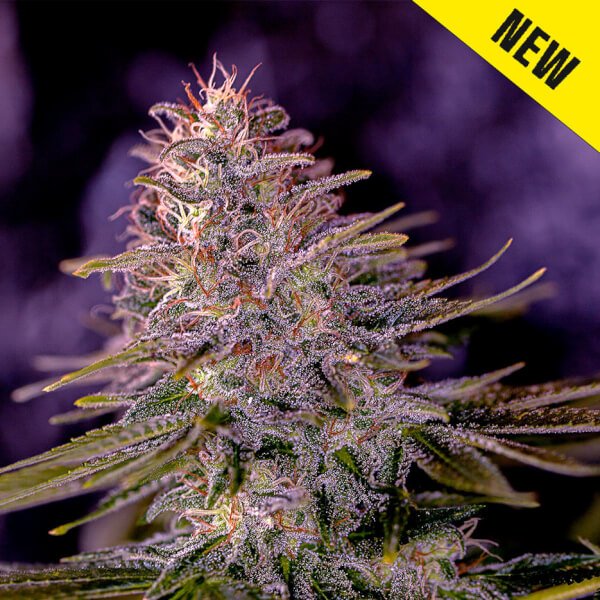 american-purple-3-seeds.jpg American Purple Feminized By Positronics - Image 1