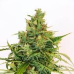 Amnesi-K Lemon Feminized By Kannabia