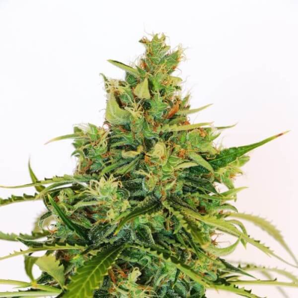 amnesi-k-lemon-3-seeds.jpg Amnesi-K Lemon Feminized By Kannabia - Image 1
