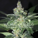 Amnesia Feminized By Seedstockers