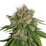 Amnesia Auto Autoflower By Seedstockers