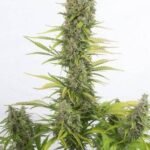 Amnesia Auto Cbd Autoflower By Dinafem