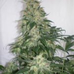 Amnesia Bilbo Feminized By Genehtik