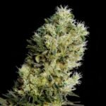 Amnesia Bilbo Auto Autoflower By Genehtik