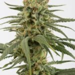 Amnesia Cbd Feminized By Dinafem