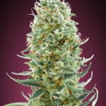 Amnesia Fast Feminized By Advanced Seeds