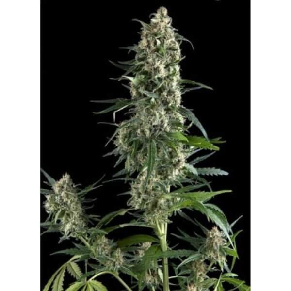 amnesia-gold-1-seed.jpg Amnesia Gold Feminized By Pyramid Seeds - Image 1