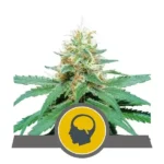 Amnesia Haze Regular By Royal Queen Seeds