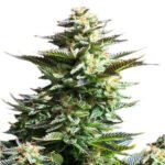 Amnesia Haze Feminized By Royal Queen Seeds