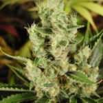 Amnesia Haze Feminized By Soma Seeds