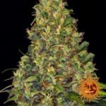Amnesia Haze Auto Autoflower By Barneys Farm